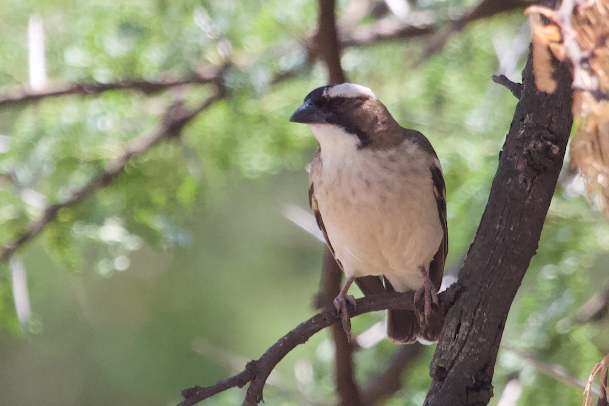 White-browed Sparrow-Weaver - ML576897471