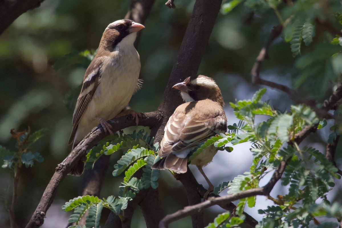 White-browed Sparrow-Weaver - ML576897481