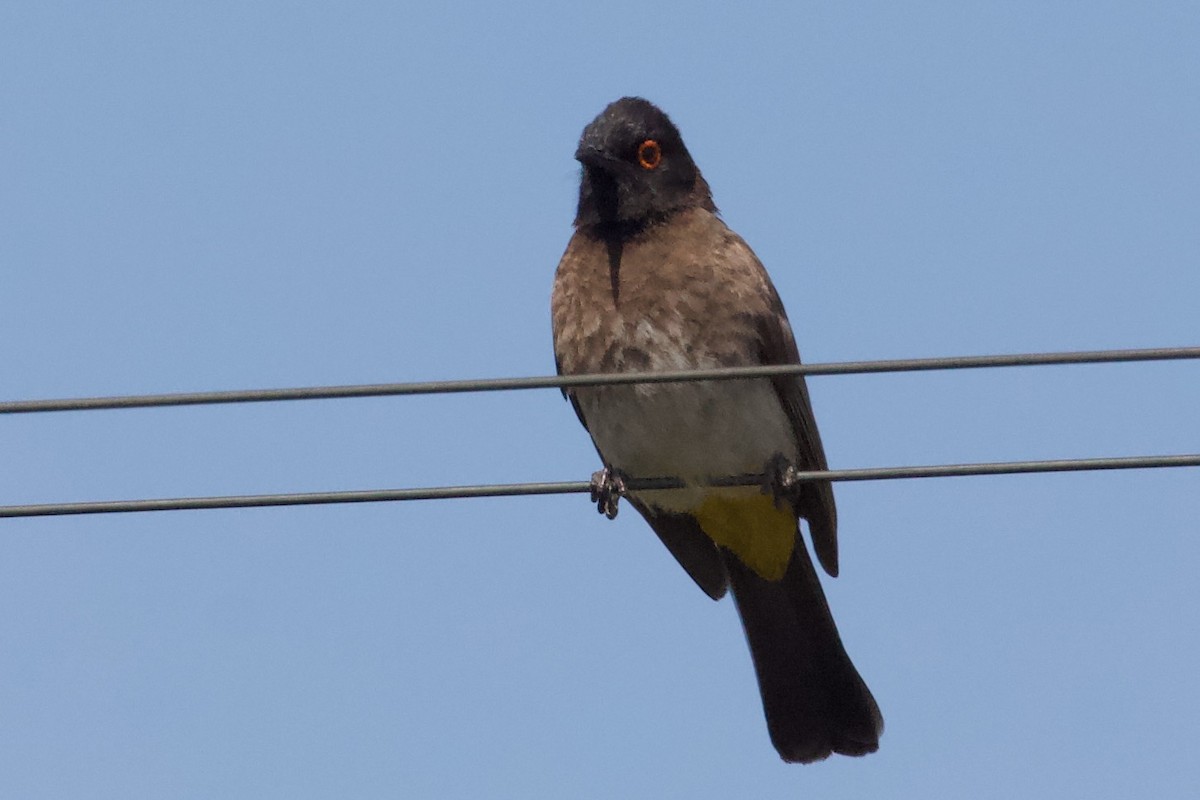 Black-fronted Bulbul - ML576897581