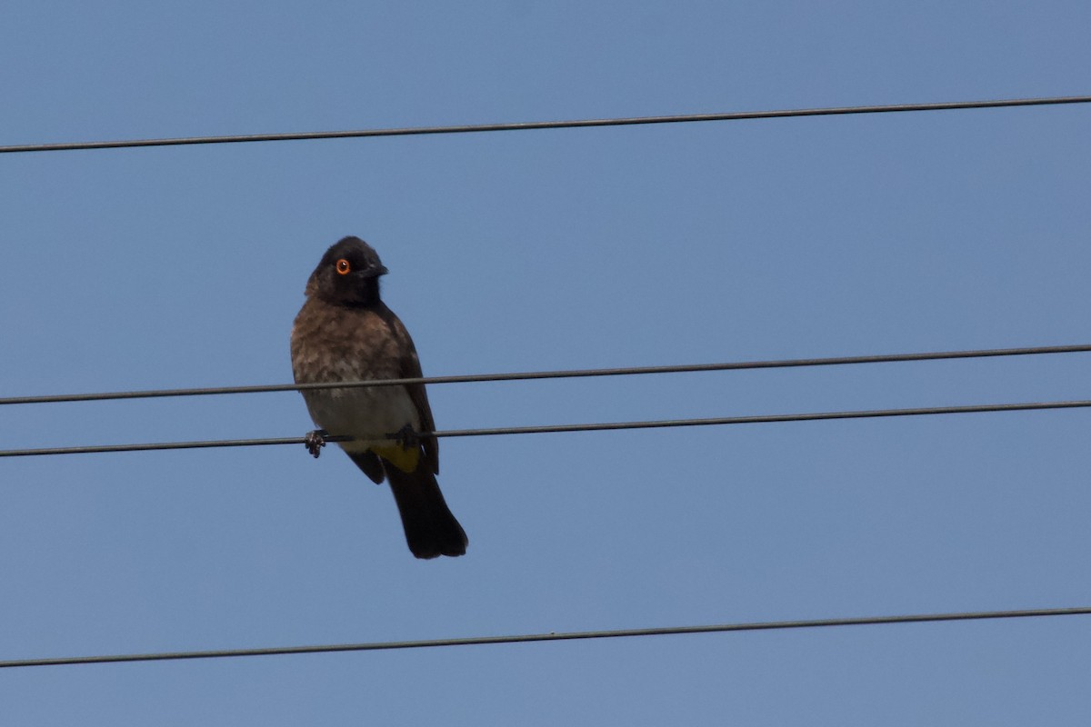 Black-fronted Bulbul - ML576897591