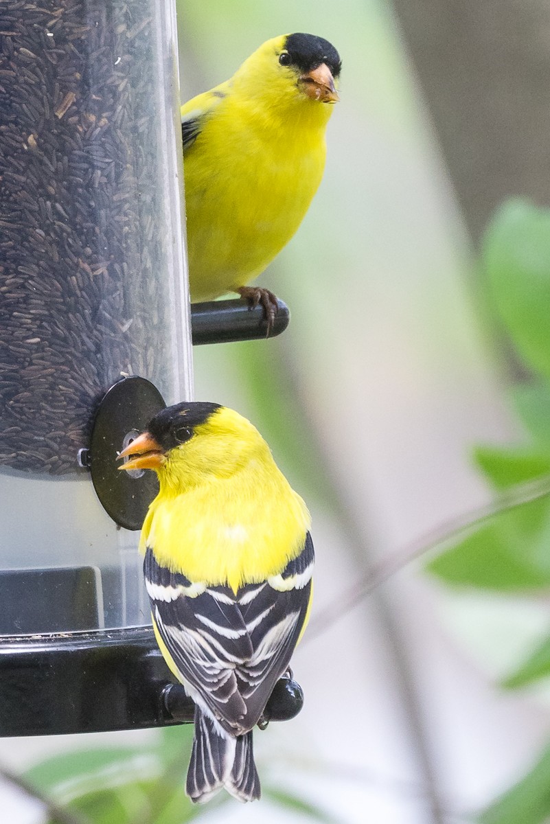 American Goldfinch - Cheryl TenBrink