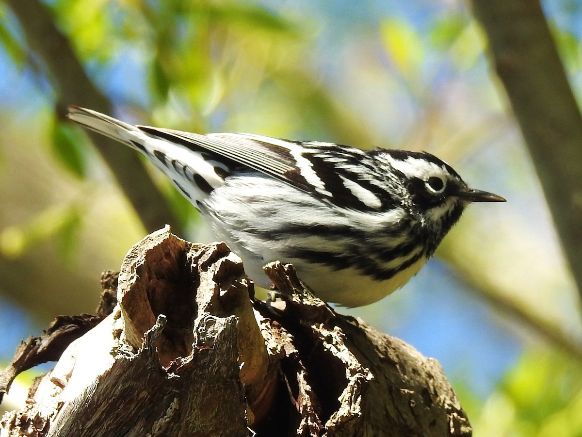 Black-and-white Warbler - ML57689821