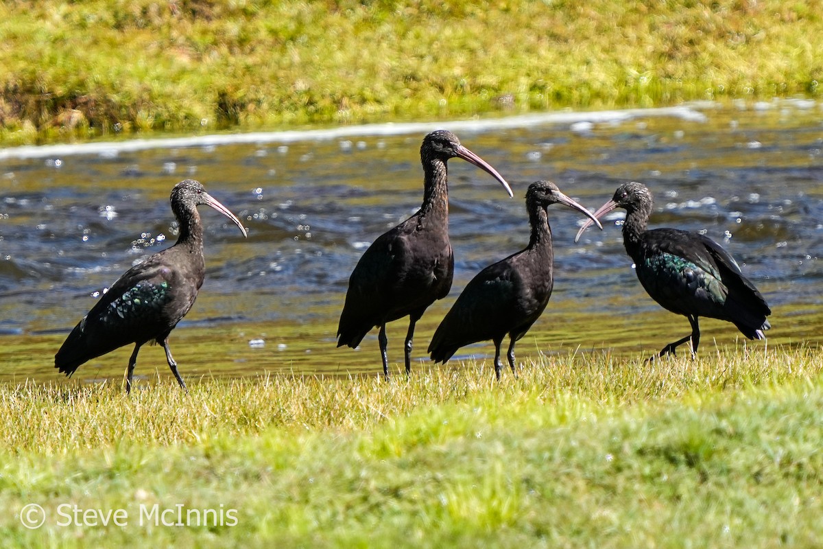 Puna Ibis - ML576898351