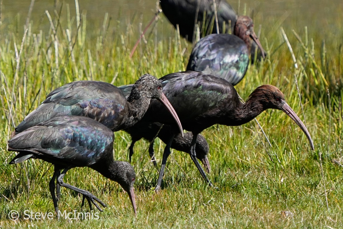 Puna Ibis - ML576898591