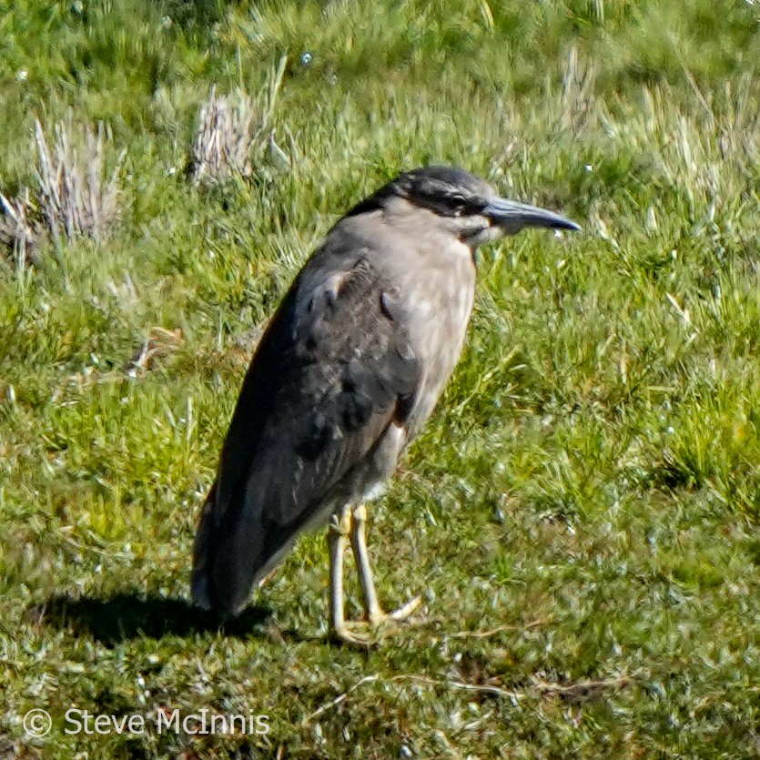 Black-crowned Night Heron - ML576898781