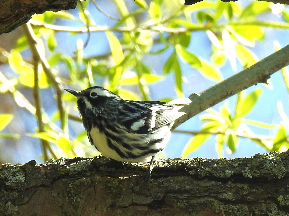 Black-and-white Warbler - ML57689891