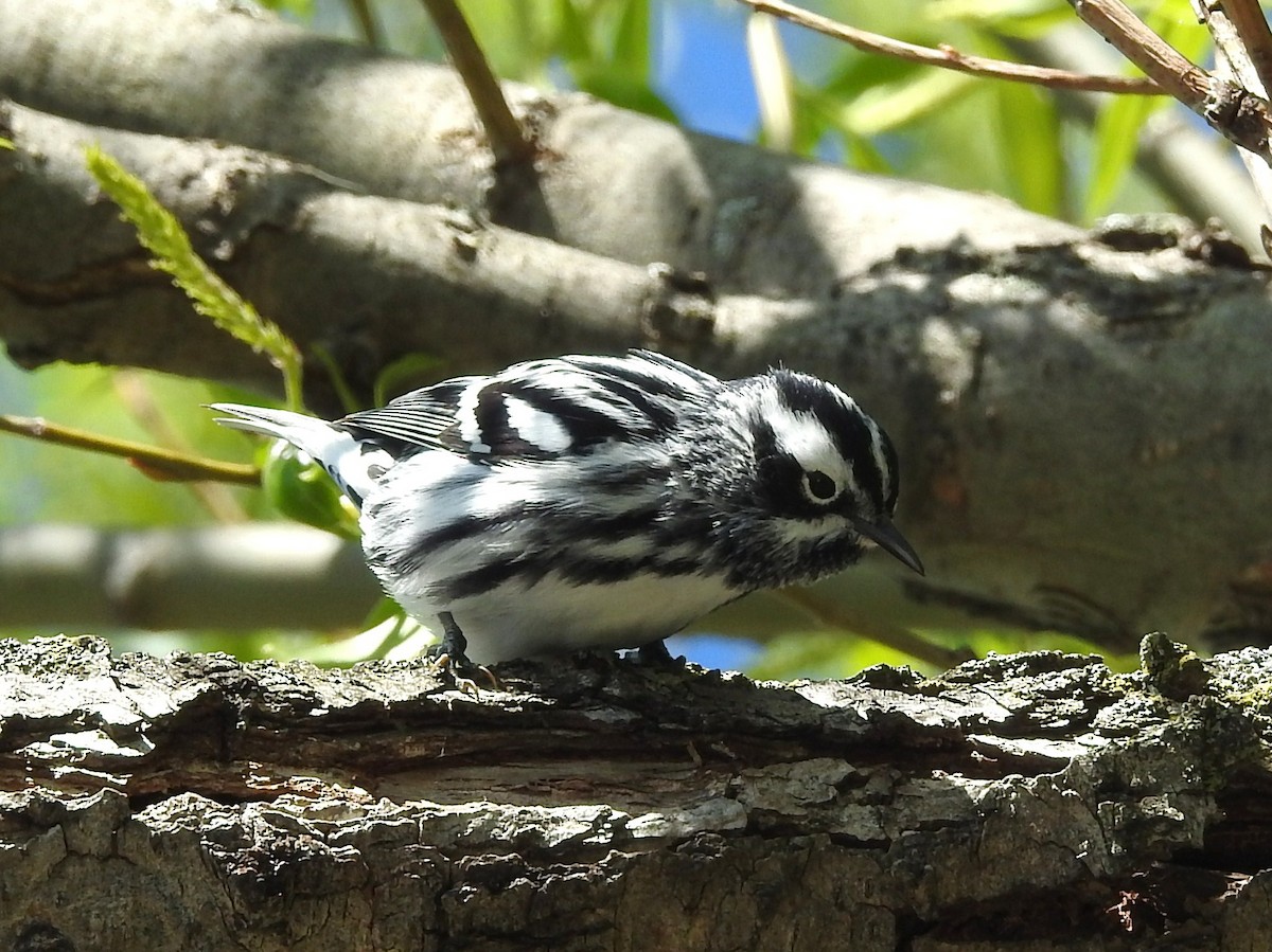 Black-and-white Warbler - ML57689901