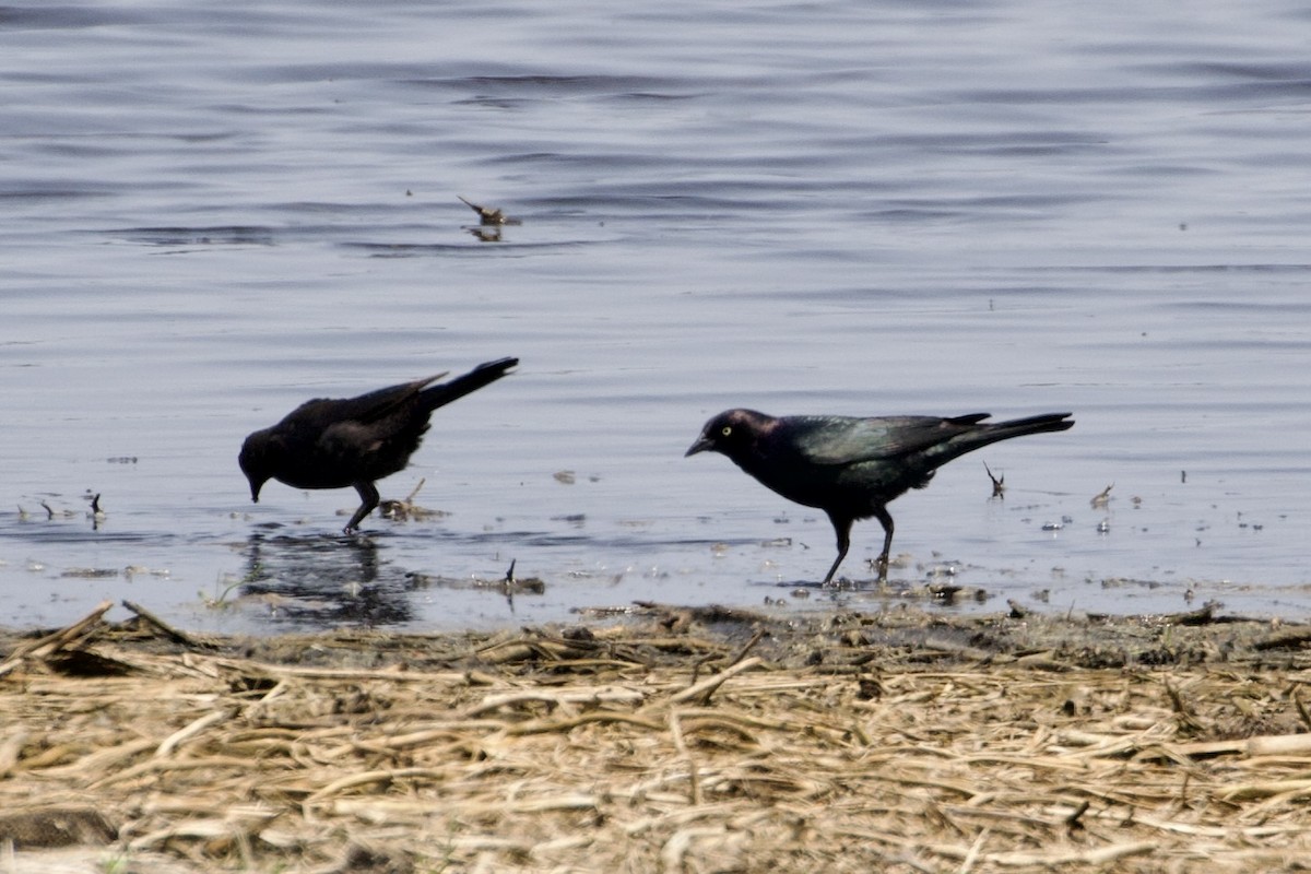 Brewer's Blackbird - ML576899081