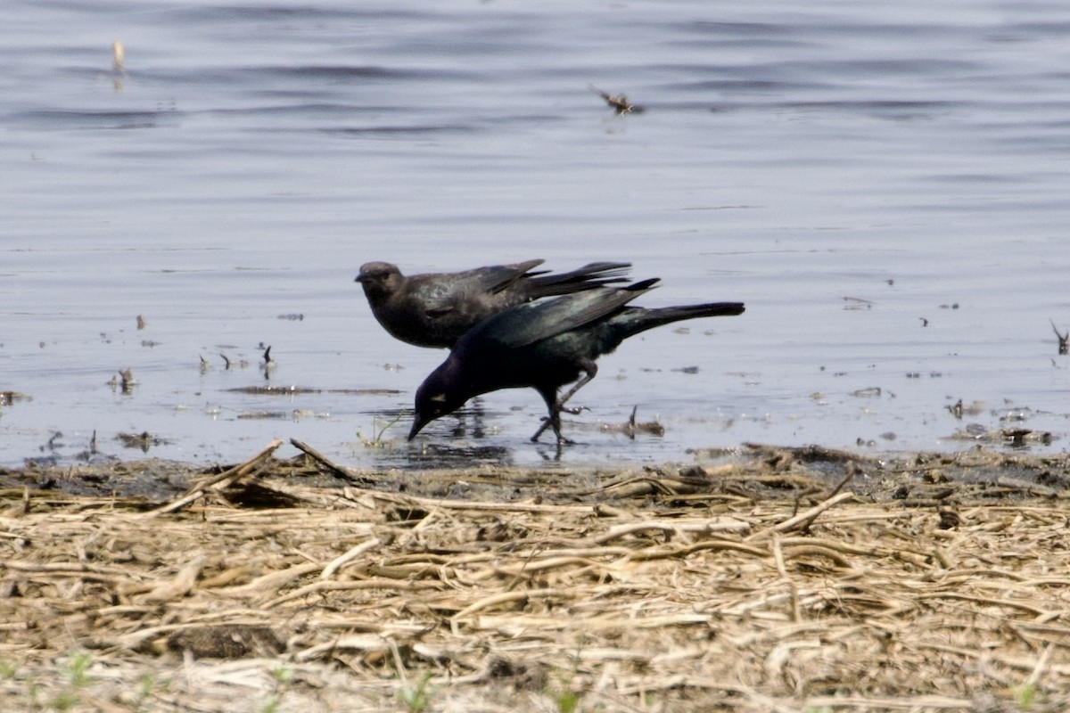 Brewer's Blackbird - ML576899091