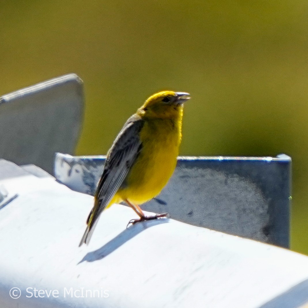 Bright-rumped Yellow-Finch - ML576899471