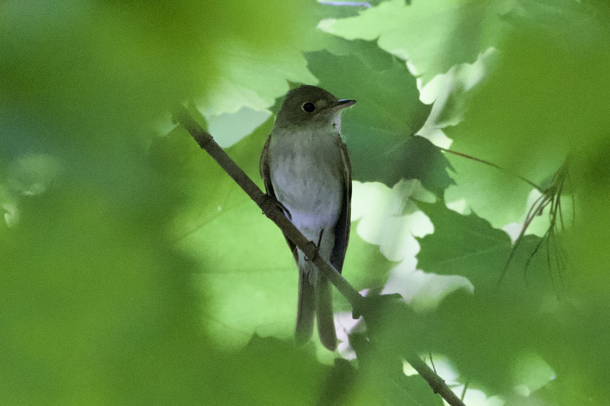 Acadian Flycatcher - ML576900131