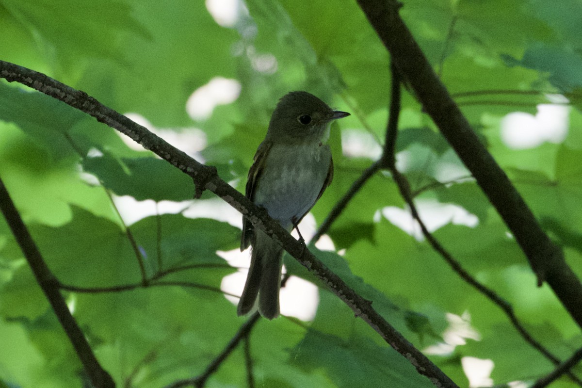 Acadian Flycatcher - ML576900151