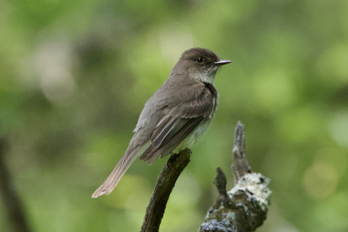 Eastern Phoebe - ML576900211