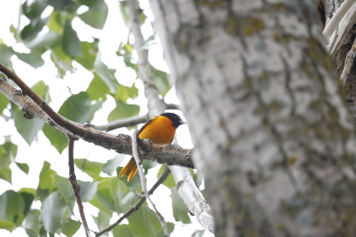 Baltimore Oriole - Marie Provost