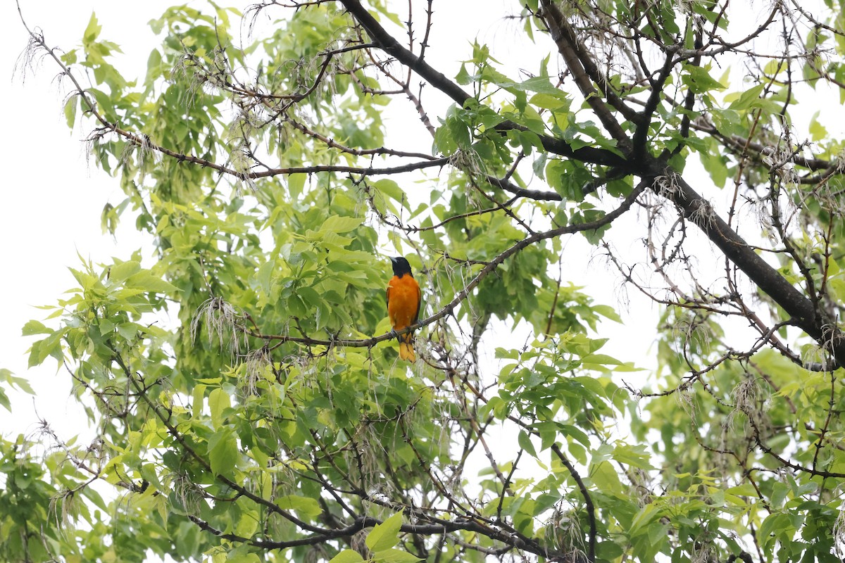 Baltimore Oriole - Marie Provost