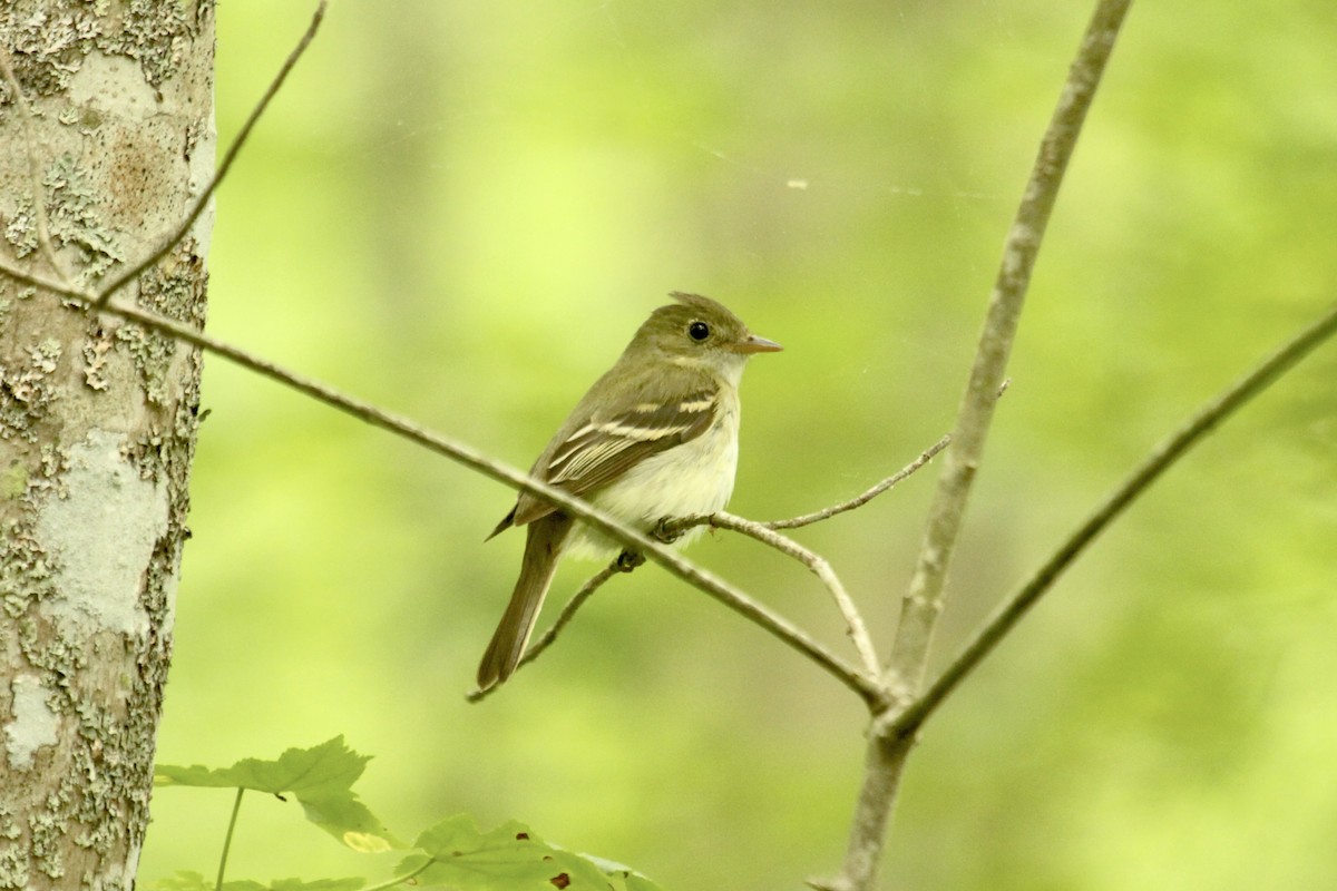 Acadian Flycatcher - ML576901451