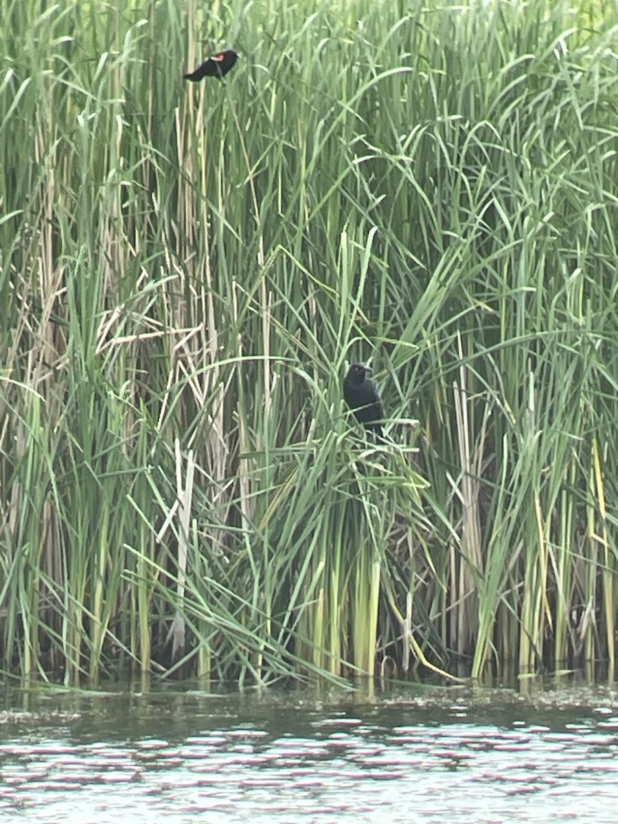 Great-tailed Grackle - ML576902451