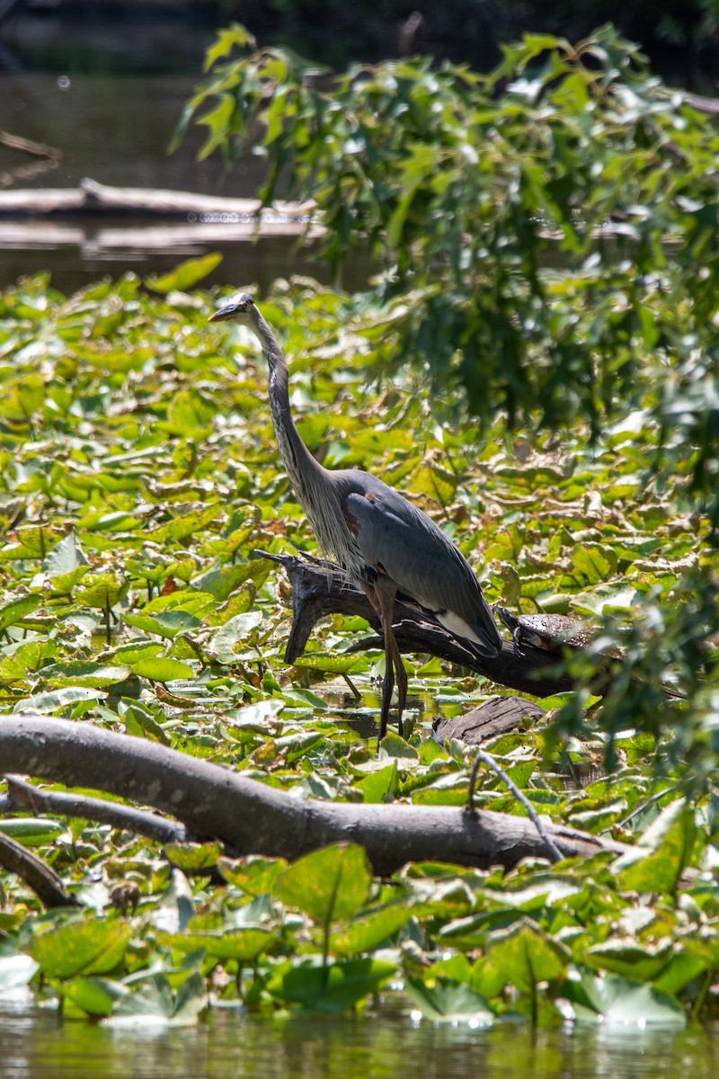 Great Blue Heron - Jonathan Coulter