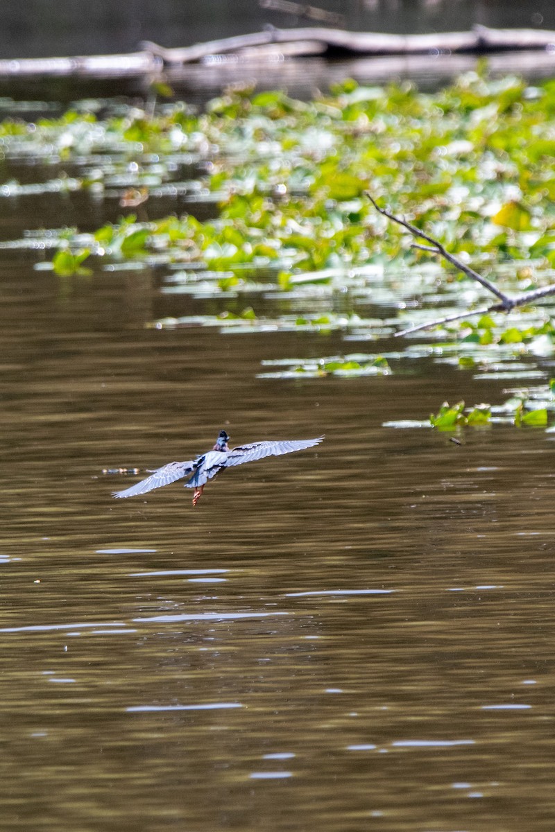 Green Heron - ML576903091