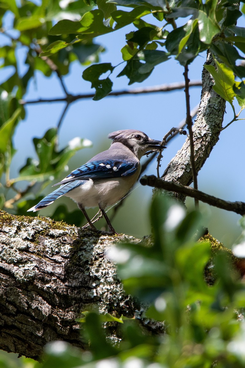 Blauhäher - ML576903531