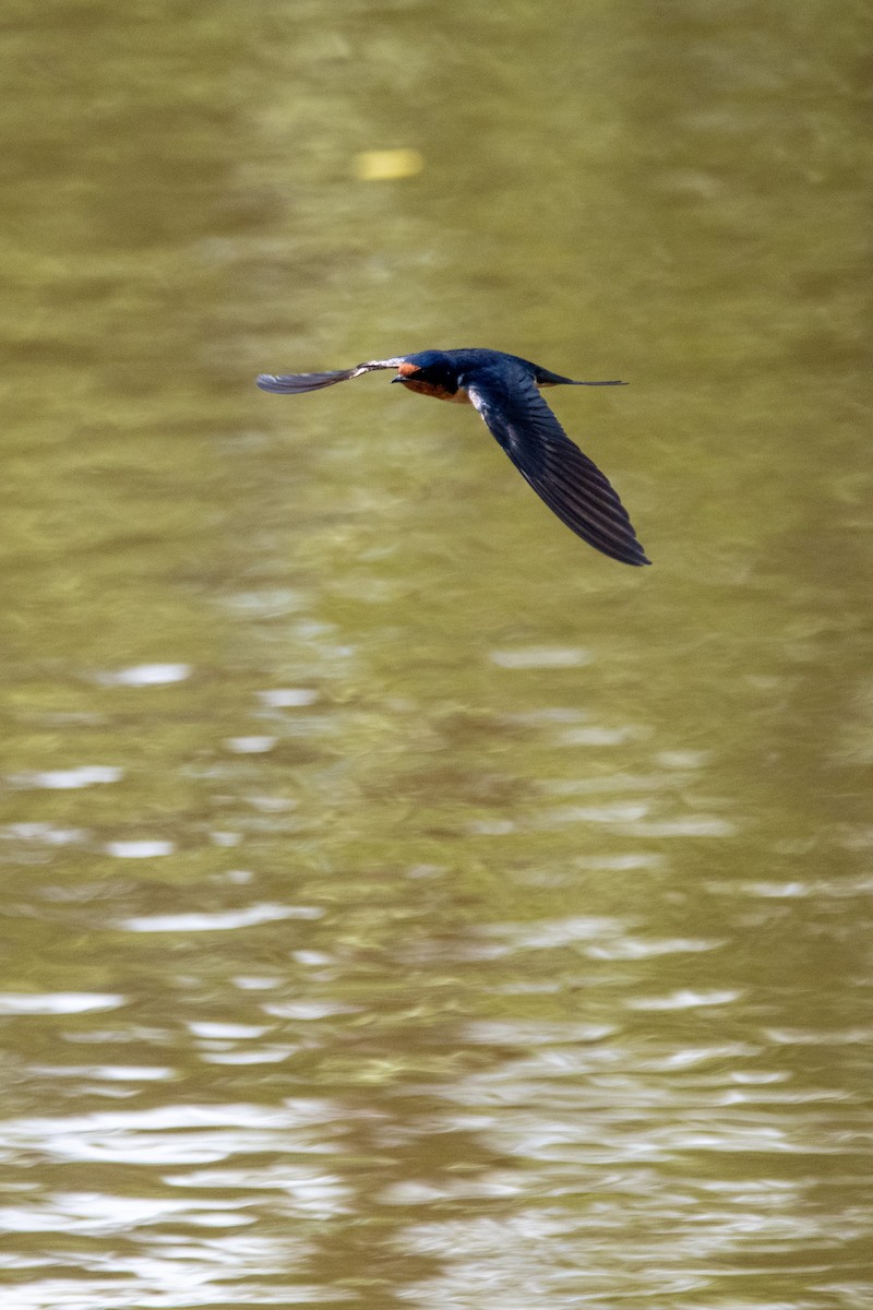 Barn Swallow - Jonathan Coulter