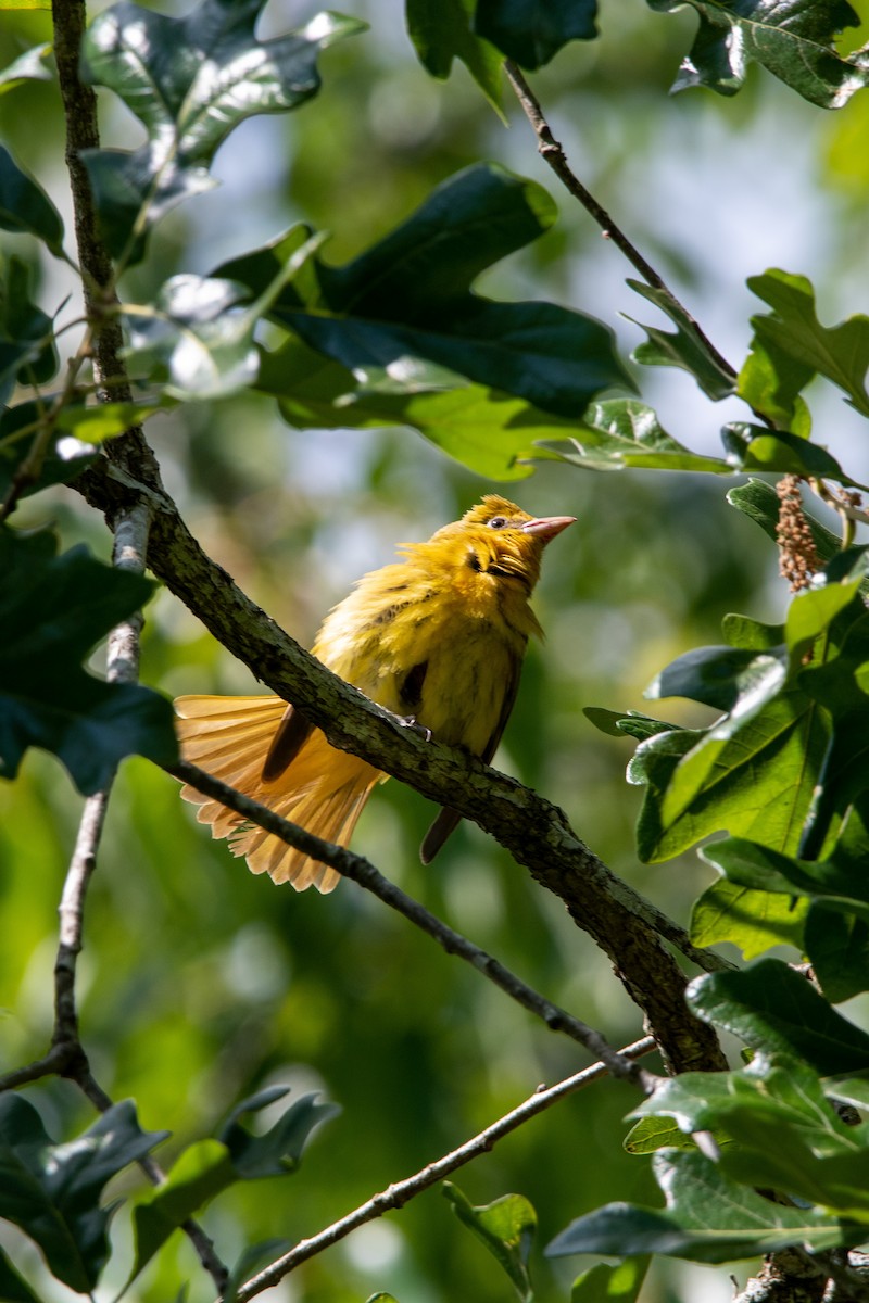 Summer Tanager - Jonathan Coulter