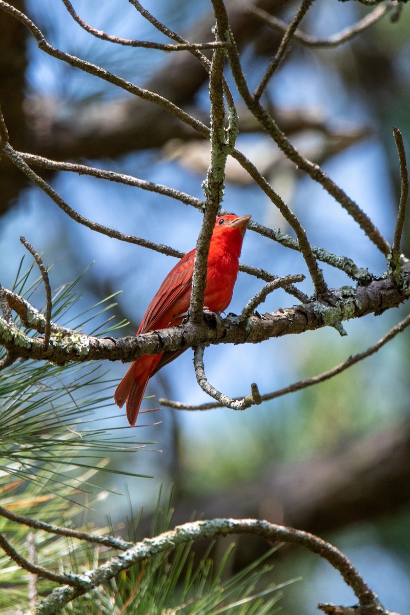 Summer Tanager - Jonathan Coulter