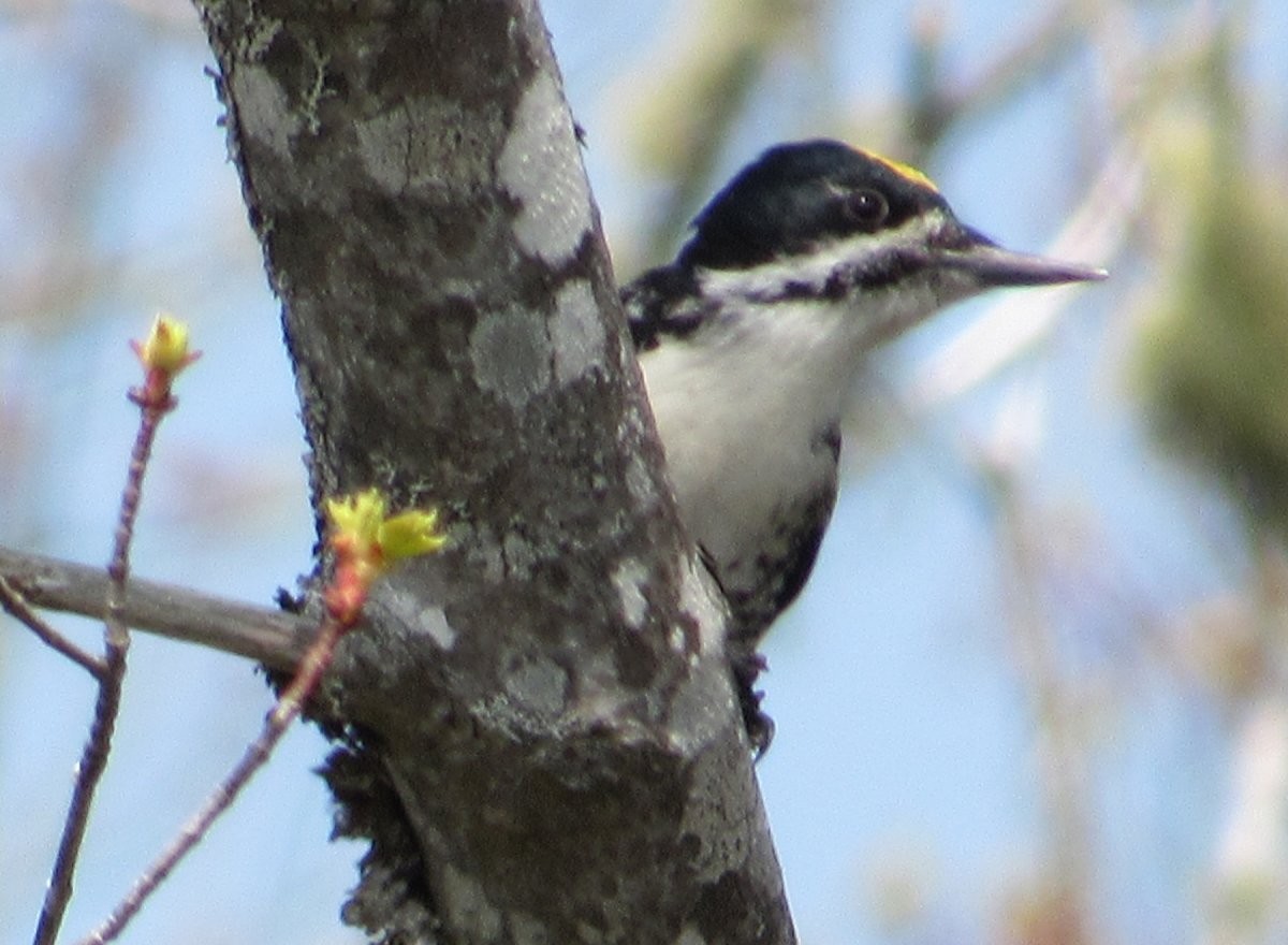 Black-backed Woodpecker - ML576904201