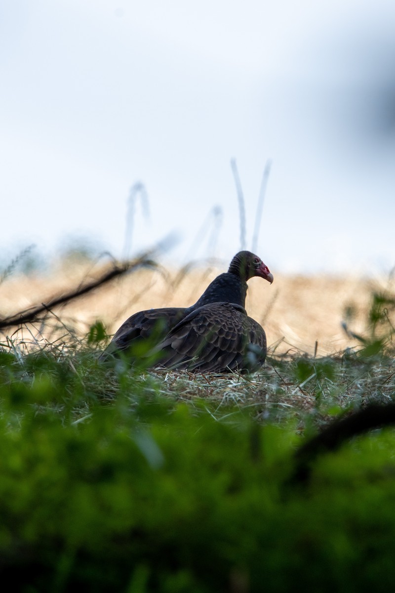 Turkey Vulture - ML576904531