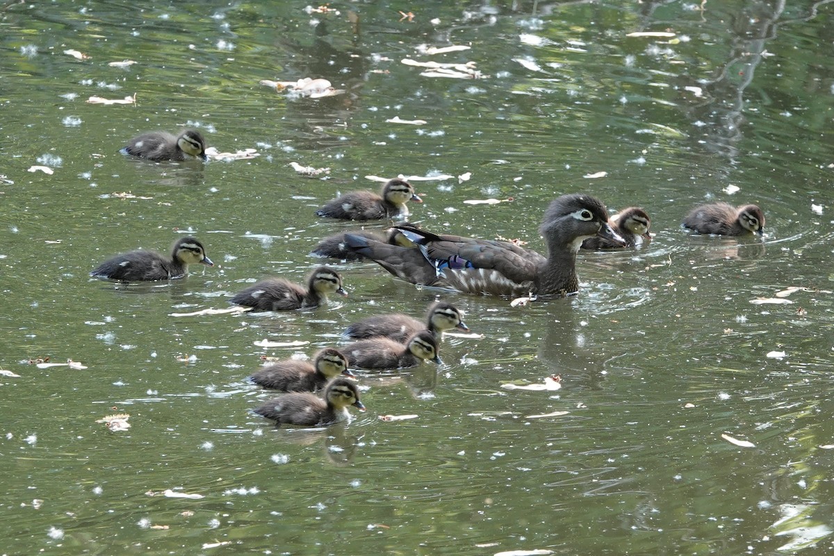 Wood Duck - ML576906271