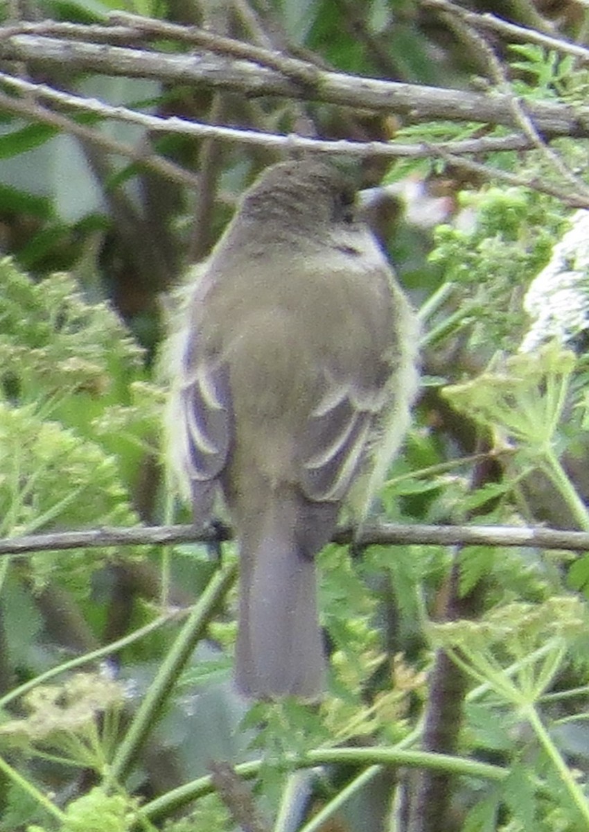 Willow Flycatcher - ML576906461