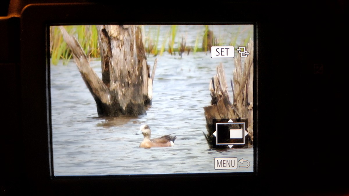 American Wigeon - ML576906591