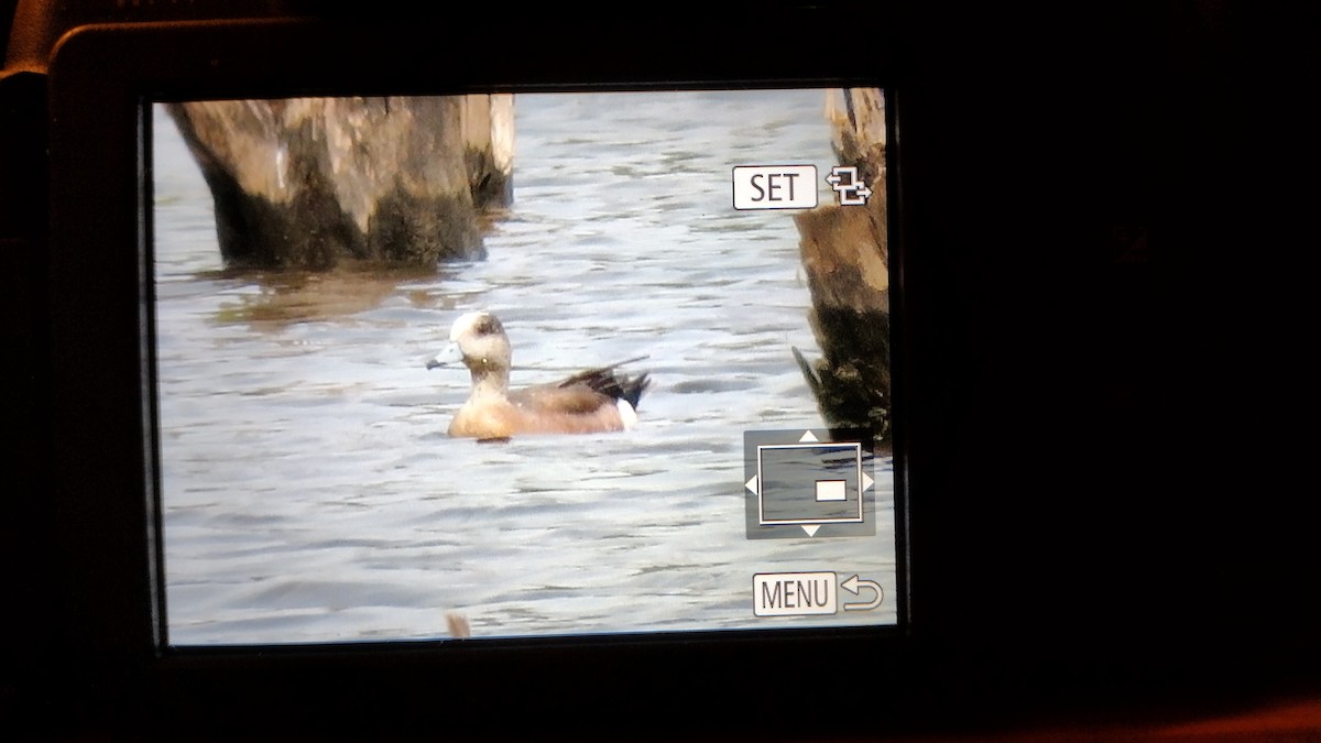 American Wigeon - ML576906601