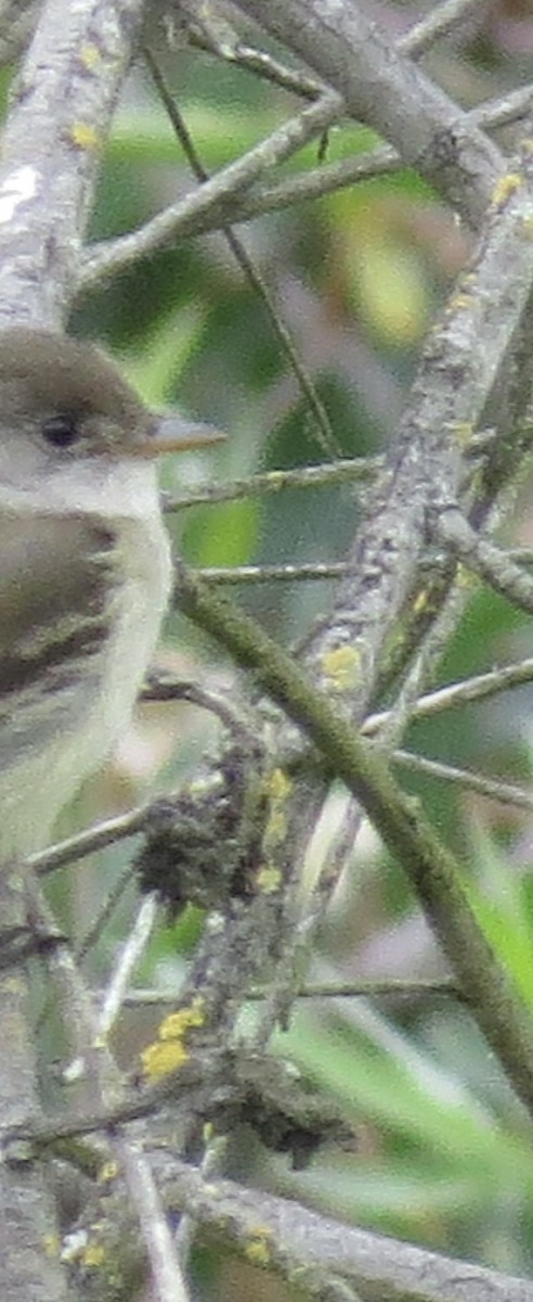 Willow Flycatcher - ML576906881