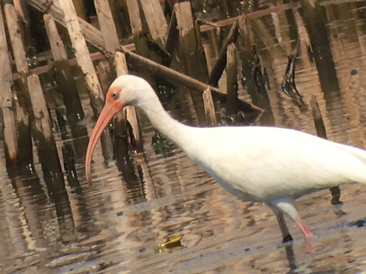 White Ibis - ML57690701