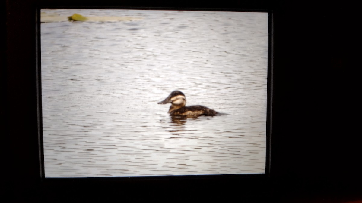 Ruddy Duck - ML576908211