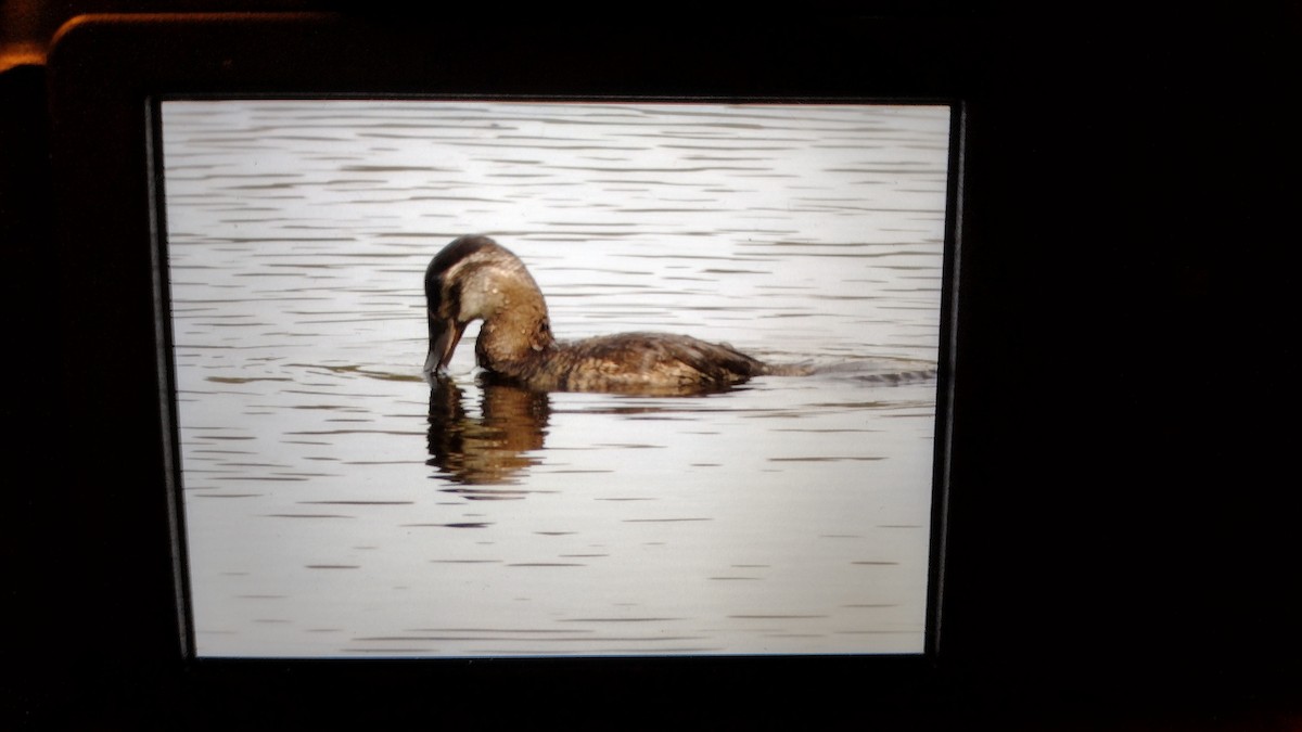 Ruddy Duck - ML576908221