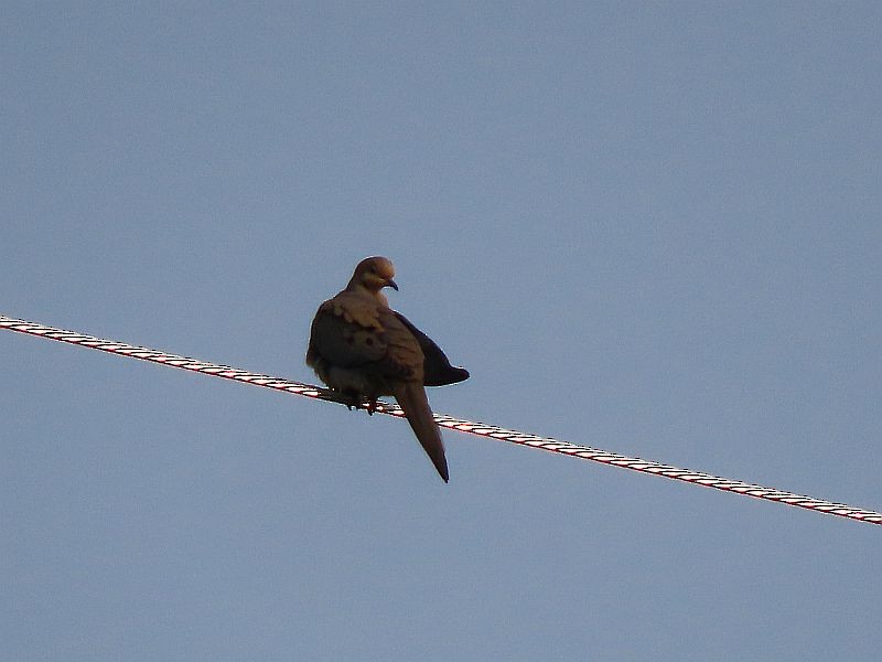 Mourning Dove - Tracy The Birder