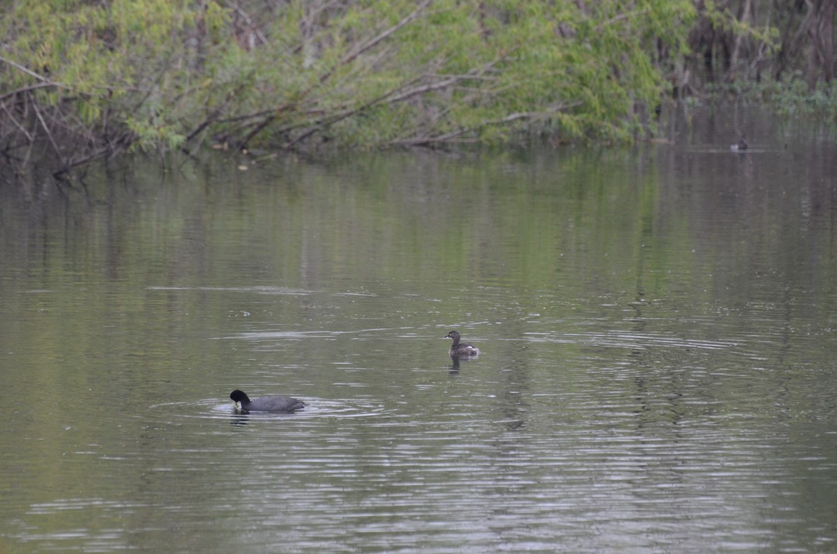 Least Grebe - ML57690841