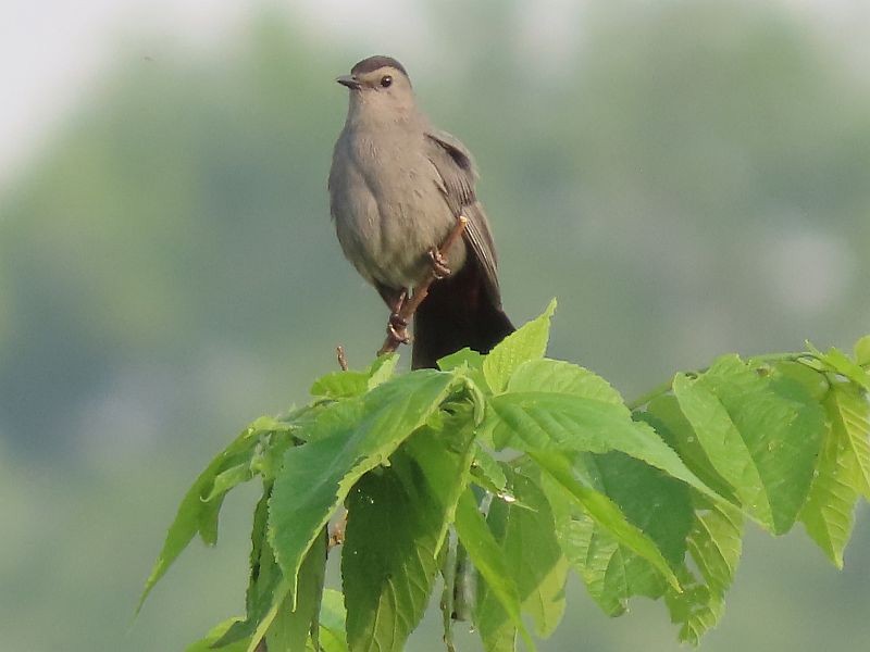 Gray Catbird - ML576909401