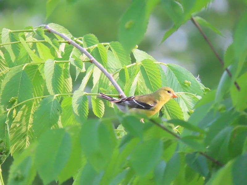 American Goldfinch - ML576909901