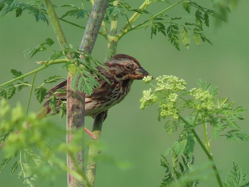 Song Sparrow - Tracy The Birder