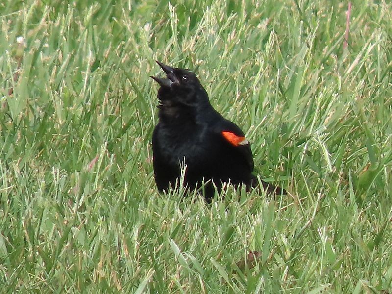 Red-winged Blackbird - Tracy The Birder