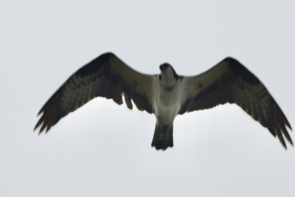 Águila Pescadora - ML576911161