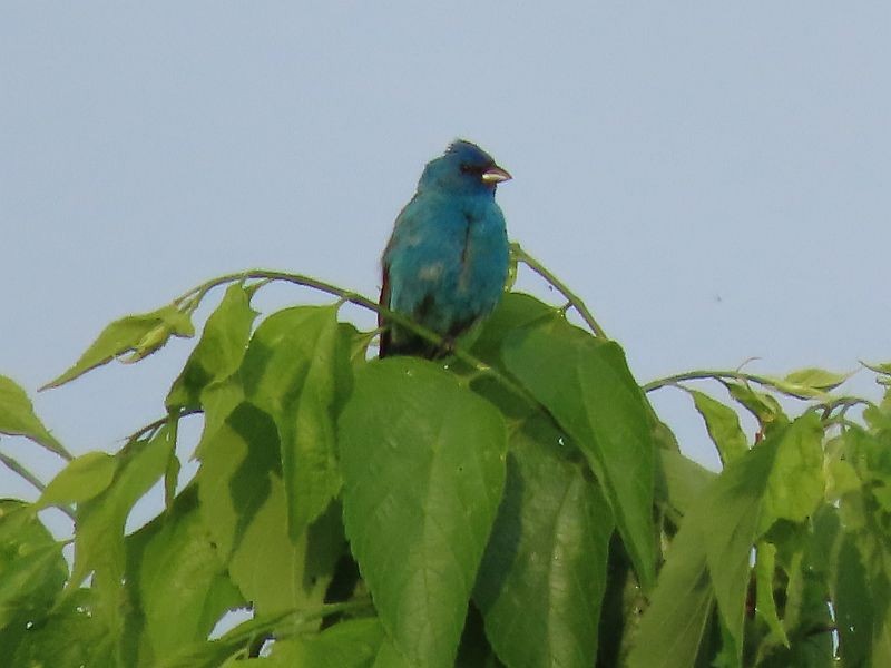 Indigo Bunting - ML576911211