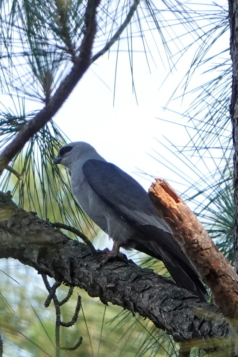 Mississippi Kite - ML576911541