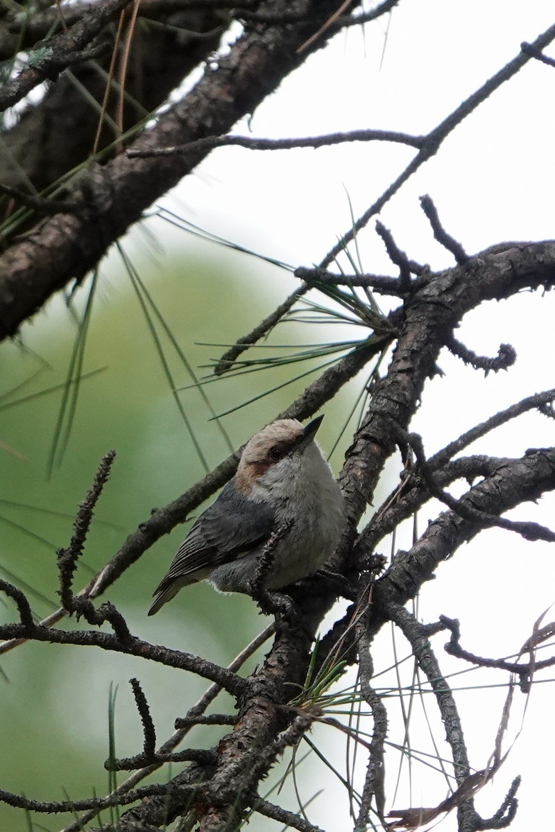 Brown-headed Nuthatch - ML576911591