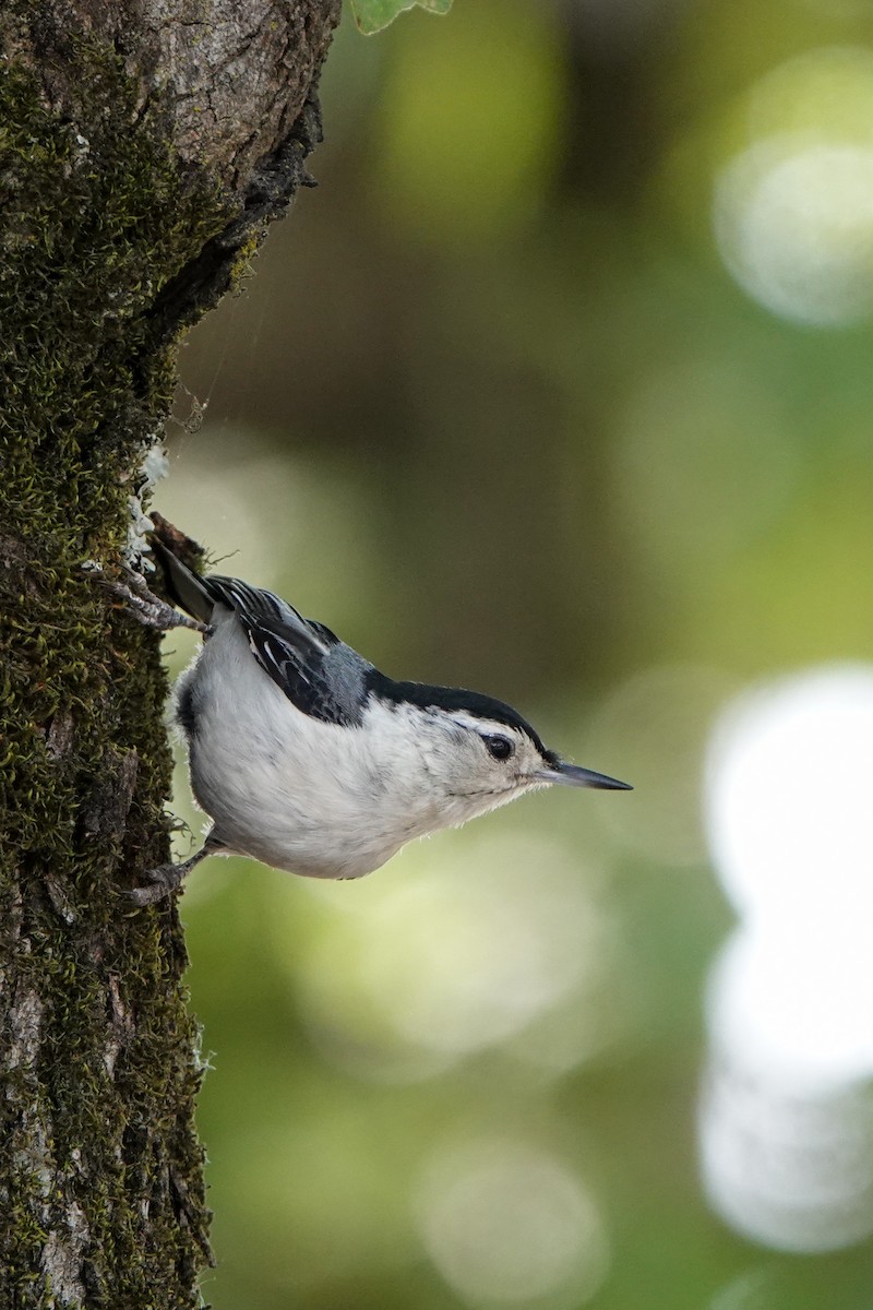 White-breasted Nuthatch - ML576911691