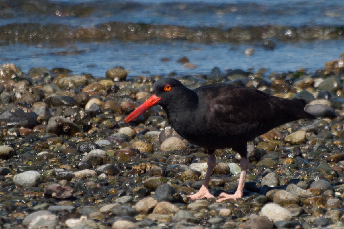 Black Oystercatcher - Wayne Lattuca