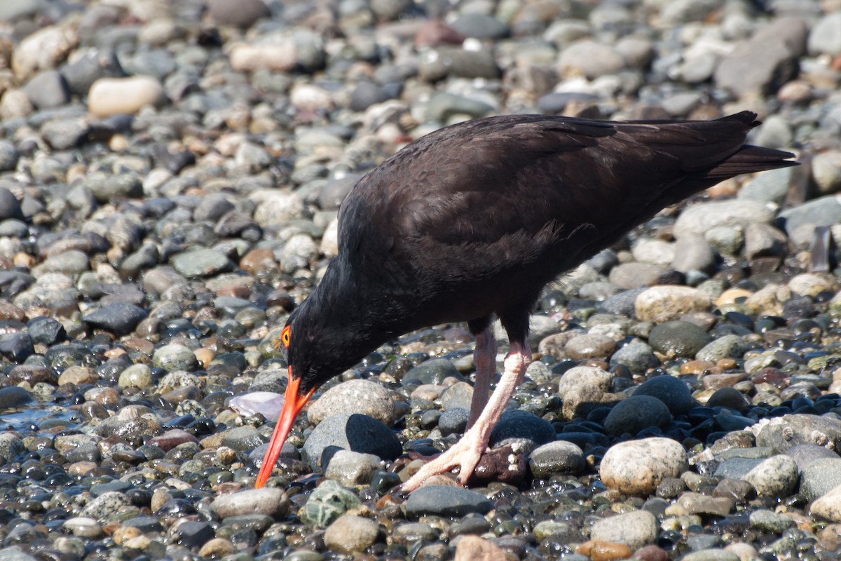 Black Oystercatcher - ML576911931